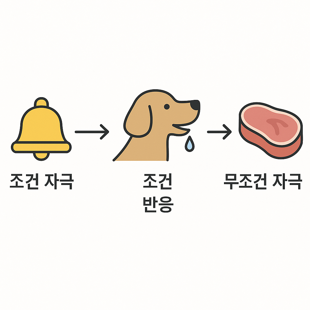 파블로프 개 실험의 조건형성 흐름도